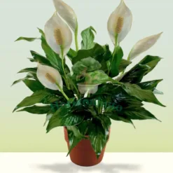 Peace Lily in Michigan