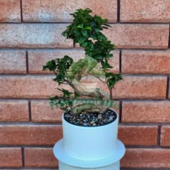 Ficus Ginseng Bonsai in Michigan