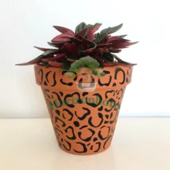 Animal Print Pot in Michigan