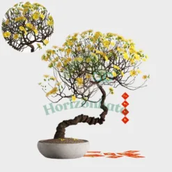 Apricot Blossom Tree (Golden Flower)