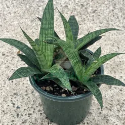 Snake Plant (Sansevieria Trifasciata)