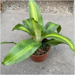 Dracaena fragrans (Corn Plant)