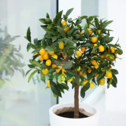 Kumquat Tree (Nagami)