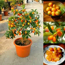 Dwarf Kumquat Citrus Tree
