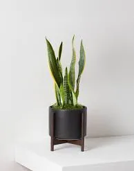 Classic Snake Plant in Ceramic Pot